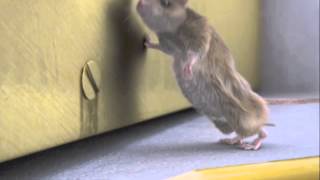 How do mice enter buildings? | Rentokil