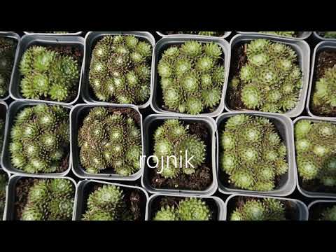 Centrum Ogrodnicze Sosna  - Byliny skalne, wiosna 2021