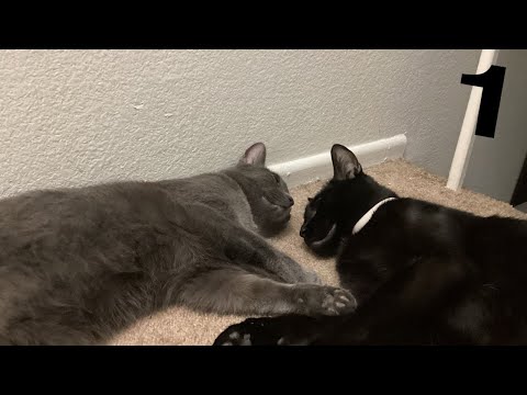 The Human and the Cats EP.1: The Documentary of the Cats
