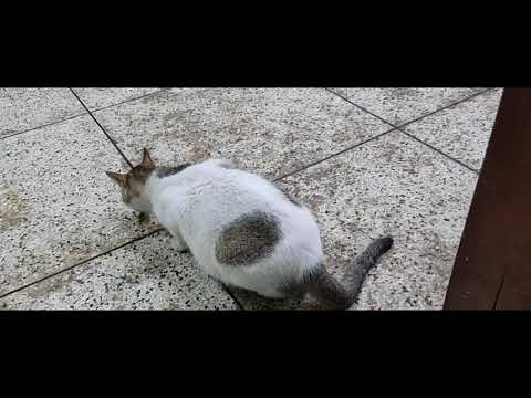 what to feed a pregnant cat
