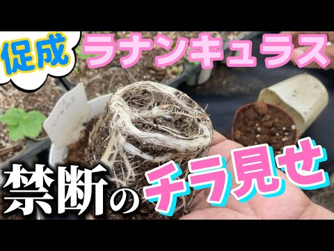 園芸 ニーム、インドニーム、インドスギ、インドライラック、インドアザディラ