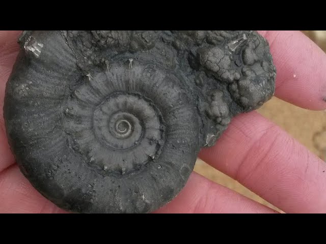 Fossielen zoeken in Engeland