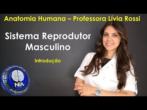 Anatomia Humana - Sistema Reprodutor Masculino - Lívia Rossi