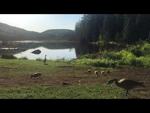 Canada Geese, their Four Goslings, and a few Ducks. Friday June 8, 2018 - 7 40 AM