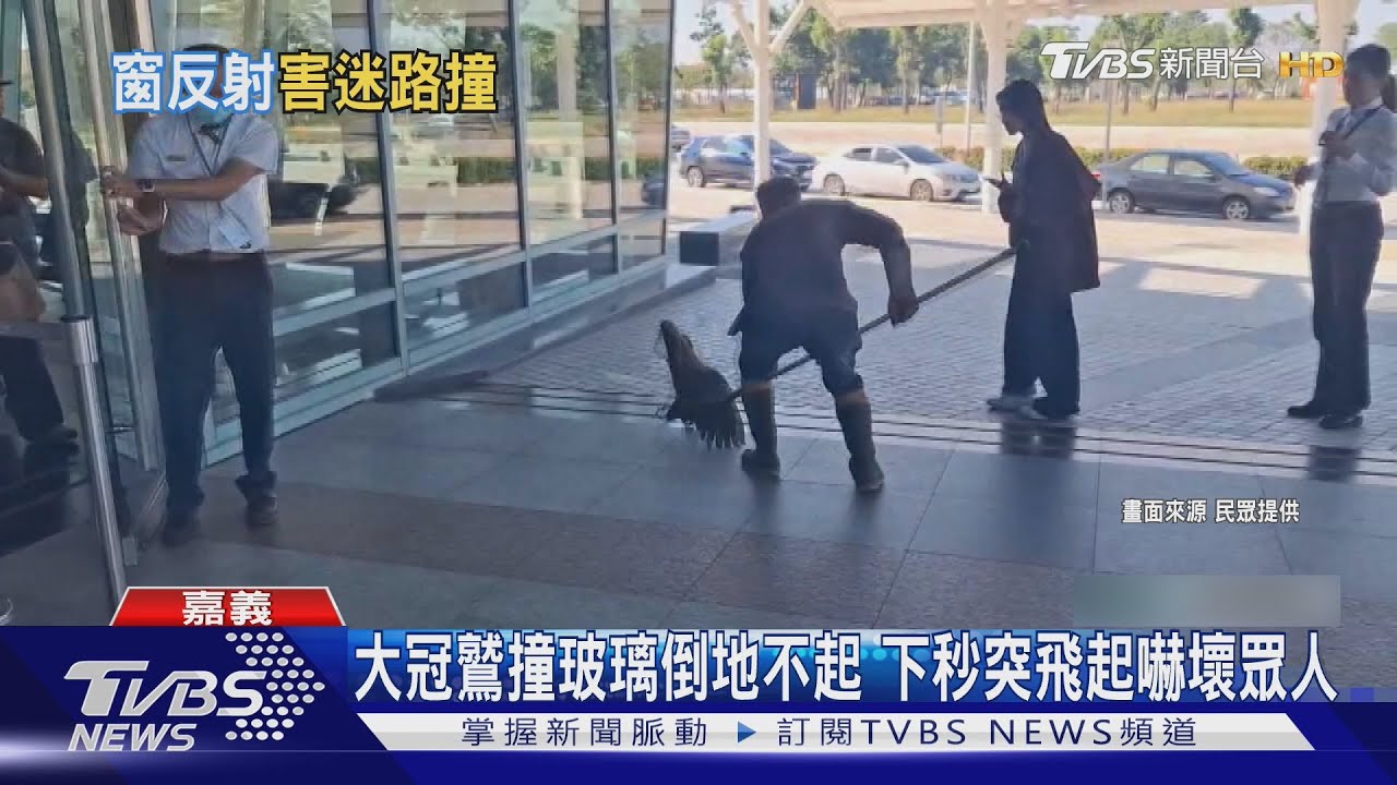 高鐵「窗殺」!大冠鷲撞玻璃昏迷 下秒突飛起嚇壞眾人
