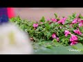 GURUVAYURAPPAN WHATSAPP STATUS Guruvayur Devotionalstatus