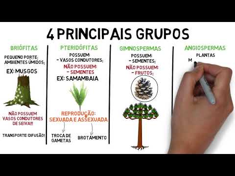 Summary of the Kingdom Plantae - botany