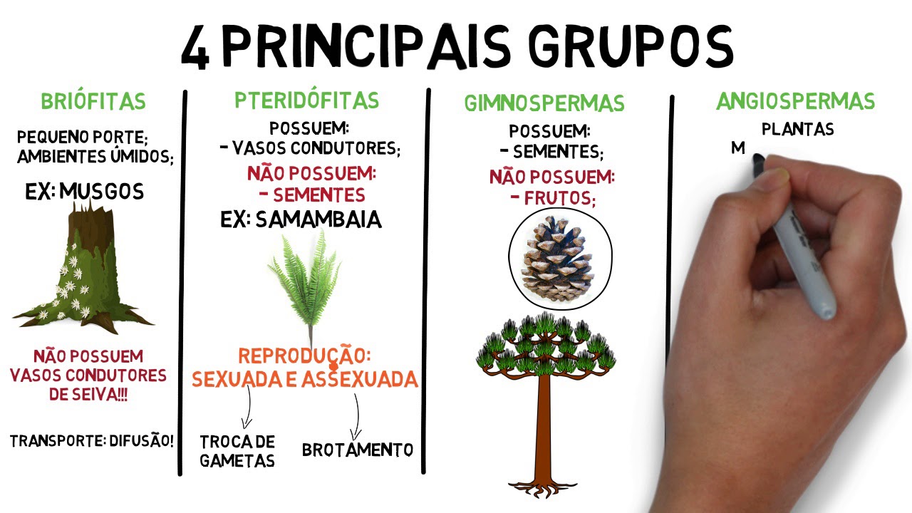Resumo sobre o Reino Plantae - botânica