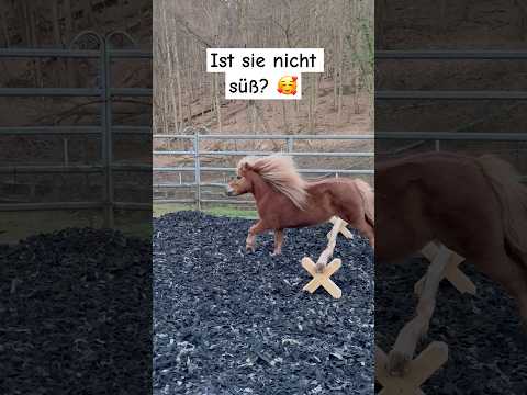 Perfekt im Takt unser Shetty Greta #horse #shetty #pferdetraining #horselover