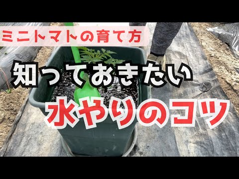 発芽後の水やりの頻度とやり方は？  庭園