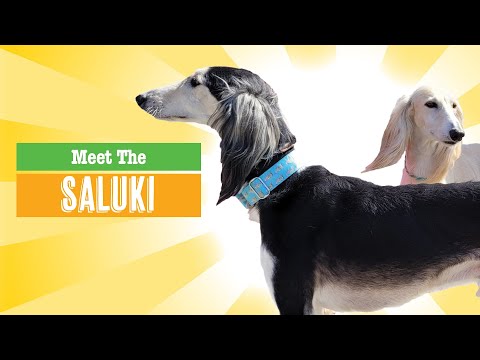 Saluki Dog Breed