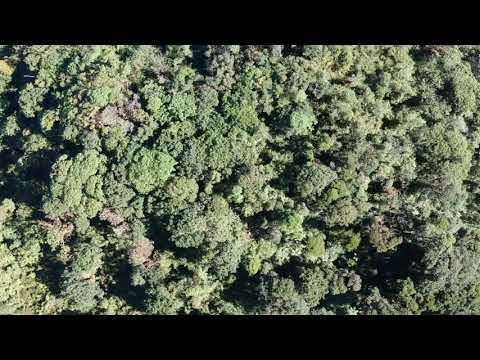 Cerro unnamed, La Amistad International Park, Costa Rica