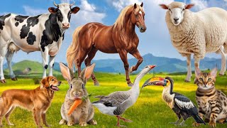 Download Lagu Farm Animal Food : Cow, Dog, Cat, Pig, Sheep, Goat, Chicken, Rabbit, Duck - Animal Sounds Thumbnail