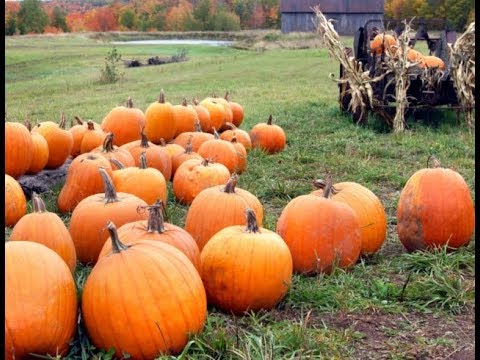 НАРОДНЫЕ ПРИМЕТЫ НА 5 ОКТЯБРЯ – ДЕНЬ ФОКА, ДЕНЬ ИОНА