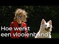 Hoe werkt een vlooienband? | Vragen van kinderen | Het Klokhuis