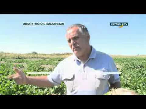 Sugar beet growth reducing