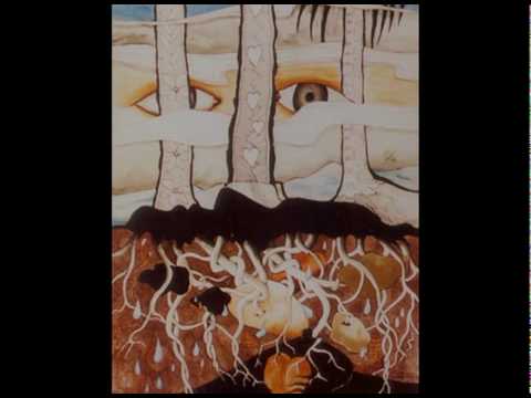 The Banyan Tree - Teaero