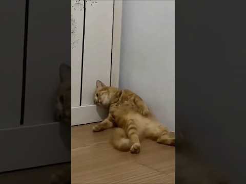 Eles sabem que o fim está próximo? #curiosidades #animais #bichos