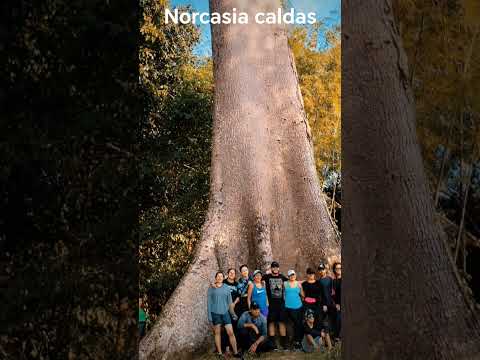 NORCASIA CALDAS Paraíso hídrico