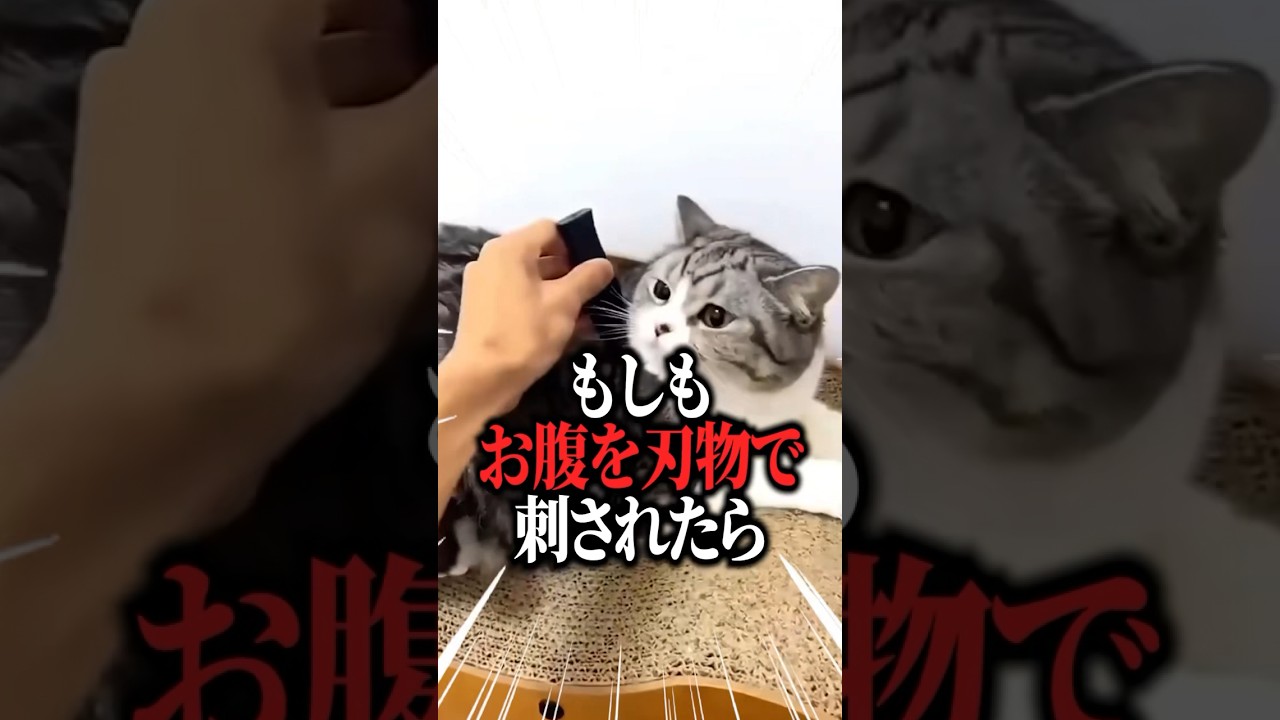 もしもお腹を刃物で刺されたらどうなるのでしょうか…？