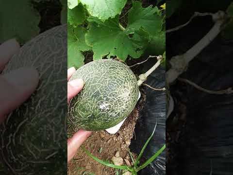 熟したメロンを使った夏のシャーベットのレシピ