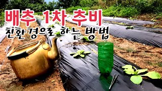 배추재배 /모종 정식후 1차 추비는 매우 중요 /친환경으로 하는 방법