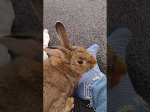 Bunny sniffs my socks!