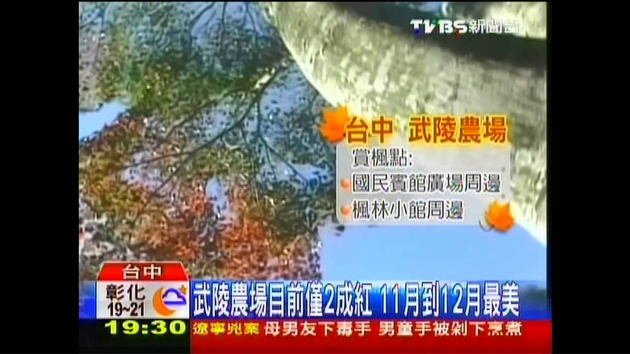 楓紅了！賞楓11月最佳　飯店訂房達8成