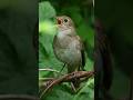 Compilation of Nightingale Sounds
