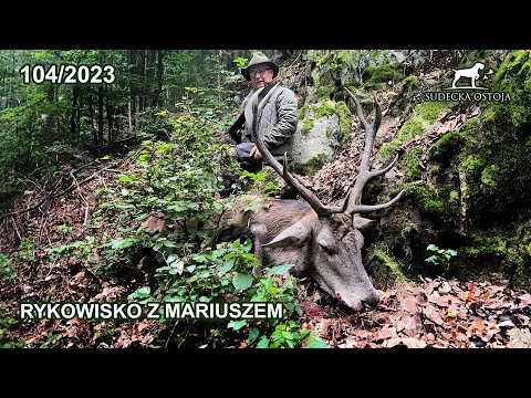 SUDECKA OSTOJA 104/2023 Rykowisko - Mariusz z bykiem na rozkładzie Deer hirsch Hunting Hunt