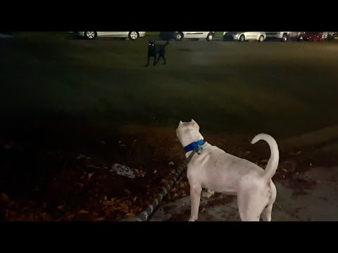 Loose Cane corso attacks dogo argentino and regrets it  #tyson  #dogoargentino