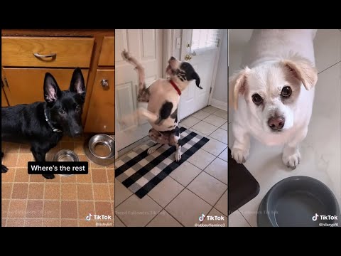Pretending to put your dog on a diet | TikTok Dogs | TikTok