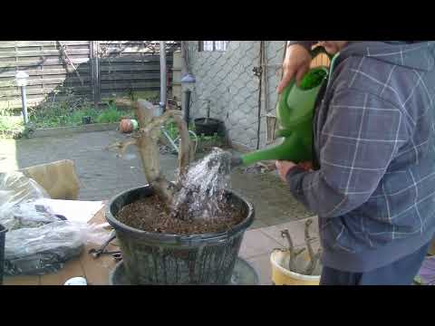 Die Drei aus der Hainbuchenhecke ( 2022 - 25 )