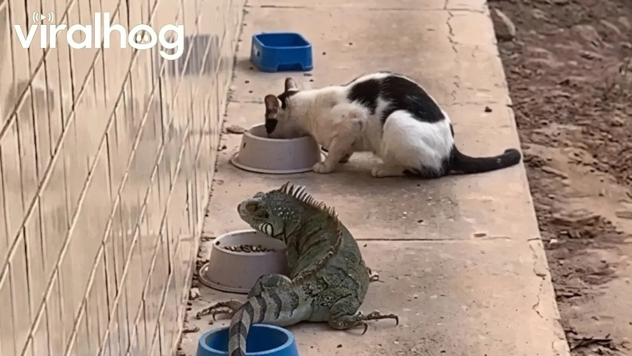 Iguana Joins in on Cat Feeding Time || ViralHog