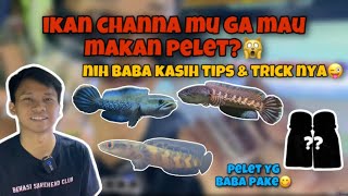 Download lagu CARA DAN TIPS AGAR CHANNA MAKAN PELET‼️ BEGINI CARANYA BIAR MAKAN PELET‼️ mp3