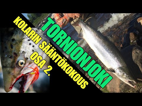 TORNIONJOKI KALASTUS - SPINFLUGA KESKUSTELU OSA 2. ( RE-LOAD KOLARIN SÄÄNTÖKOKOUKSESTA )