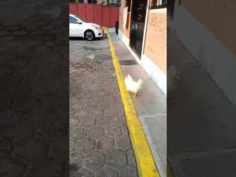 Para que quiere un perro si Genaro es genial....