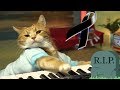 Keyboard Cat Muere!