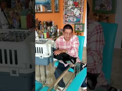 A família Pagodinho cresceu! Os 🐈‍⬛ Botafoguinho e Pantera foram adotados ontem pelo Zeca!