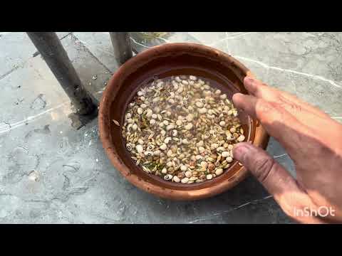 Ultimate Guide to Feeding Birds Healthy Food