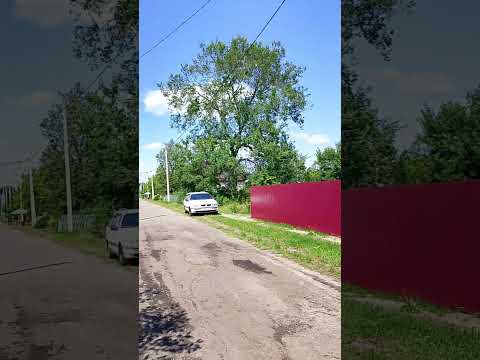 фото удаление деревьев 0