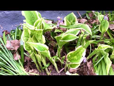 Funkia / Hosta - Ätbart i naturen