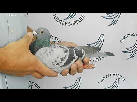 Air Raid 24D040 ♂ GWP Macaloney