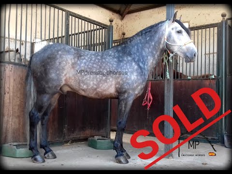 *SOLD* | Andalusian Stallion 2012 - Approx 1.58 m [R#1892]