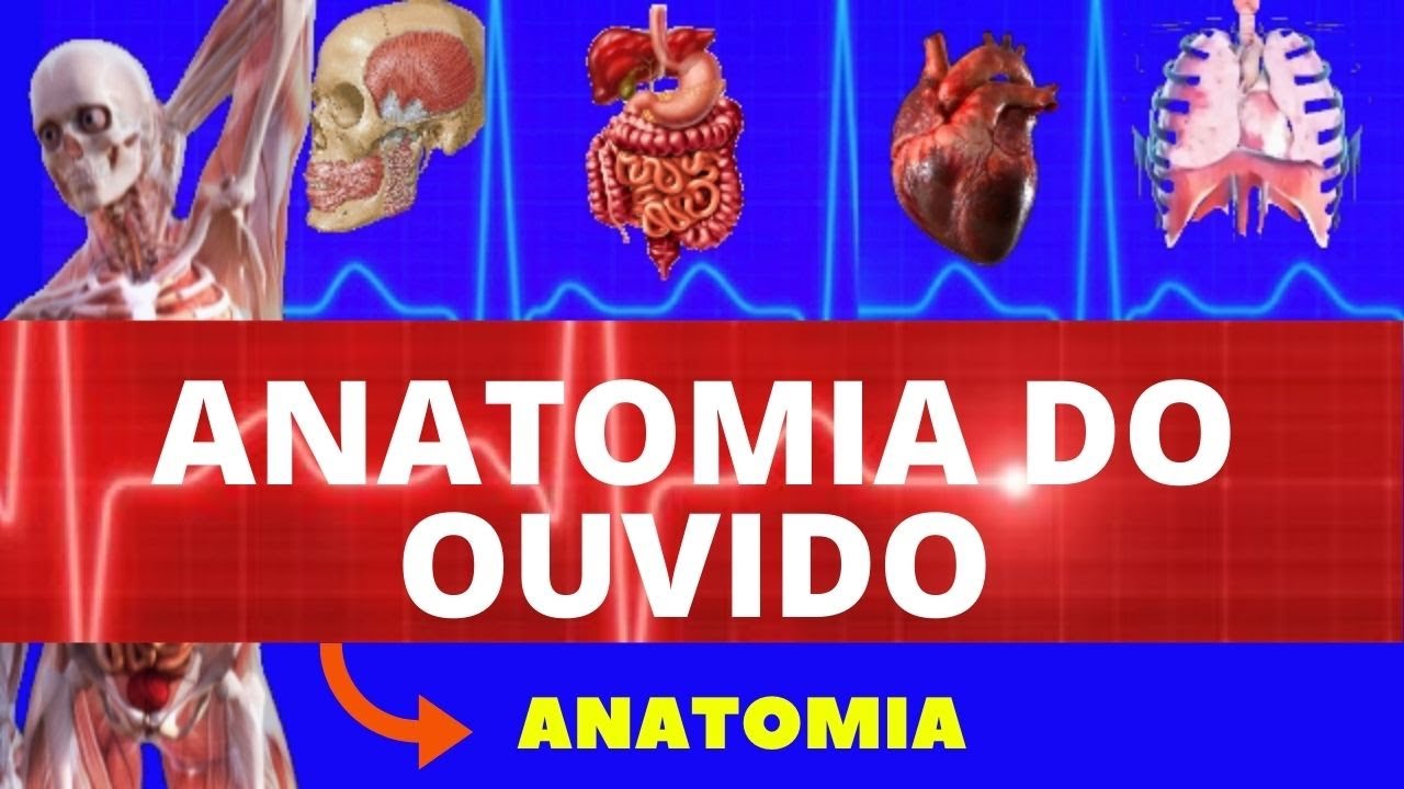 ANATOMIA DO OUVIDO HUMANO (ANATOMIA HUMANA) - ENSINO SUPERIOR - ANATOMIA DA AUDIÇÃO / ORELHA