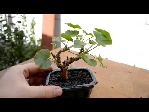 How to make bonsai for beginners - HD 2019 - #5 (Bonsai)