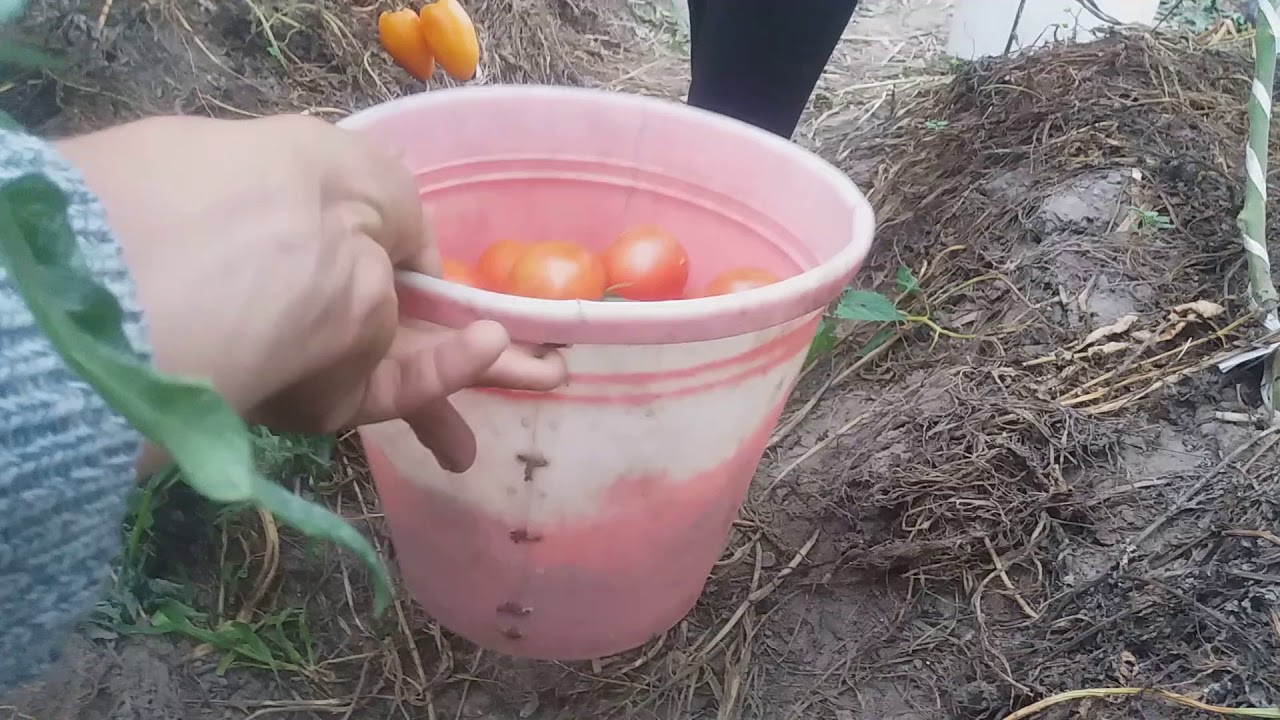 Томат Верочка Ф1 . Сбор продолжается )))