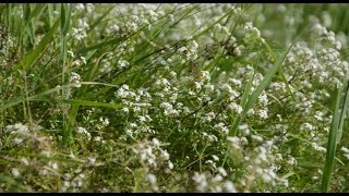 STORIES IN STONE: The Peak District: Moorland Flowers [Preview Scene]