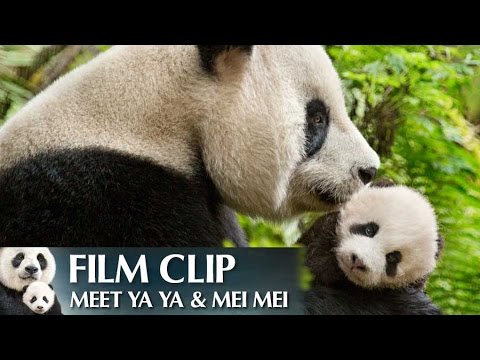 Born in China (Clip 'Meet Ya Ya & Mei Mei')