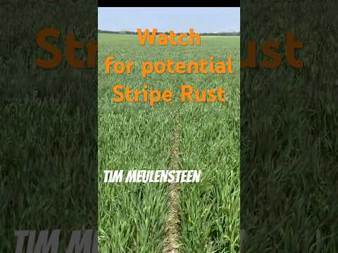 Watch for potential stripe rust. Check gocrops.ca to learn about variety susceptibility